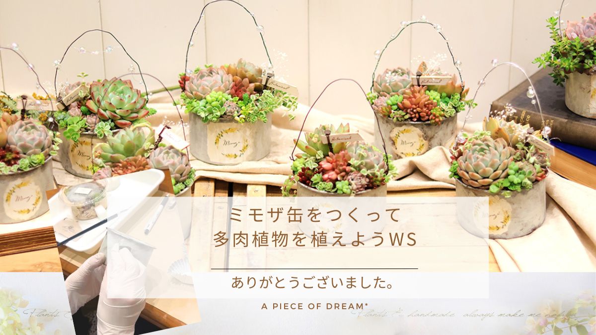 ミモザ缶をつくって多肉植物を植えようWSありがとうございました