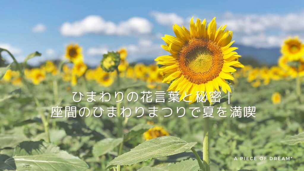 ひまわりの花畑画像。ブログ: ひまわりの花言葉と秘密、座間のひまわりまつりで夏を満喫