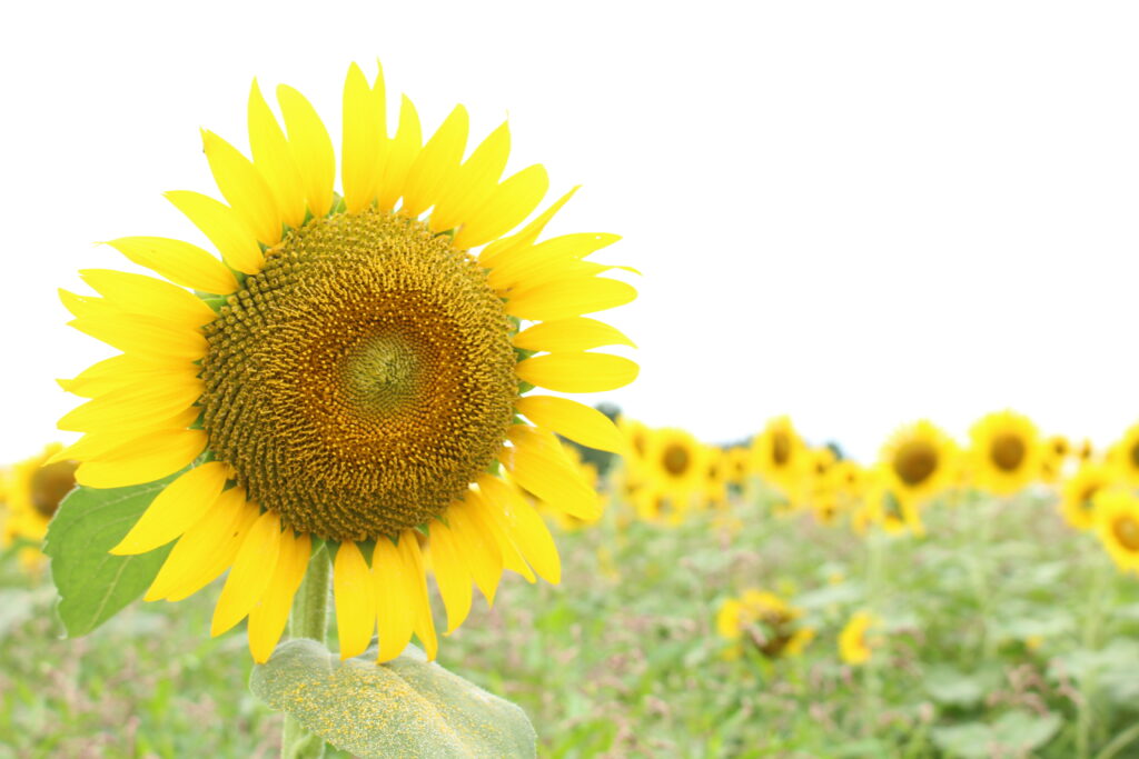 座間のひまわり畑とひまわりの花言葉
