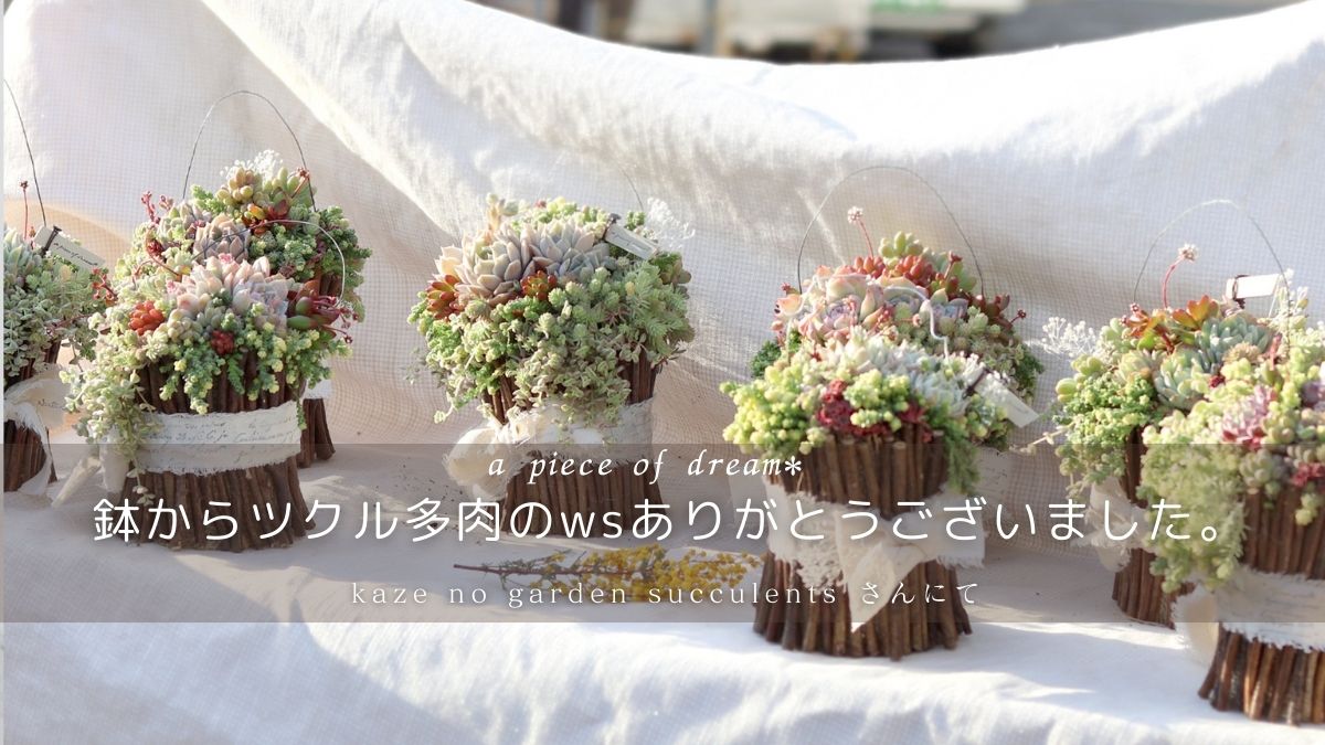 鉢からツクル多肉のws「ミモザの花束」ありがとうございました
