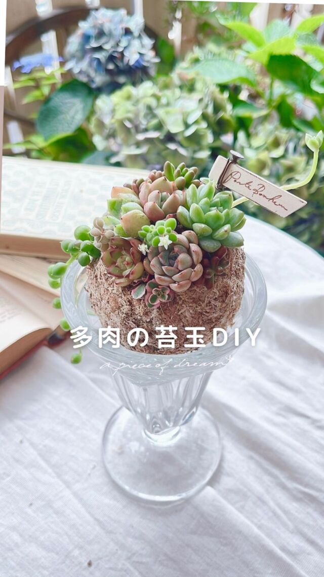 11/7(月)多肉植物のワークショップをします。10/7(金)予約開始