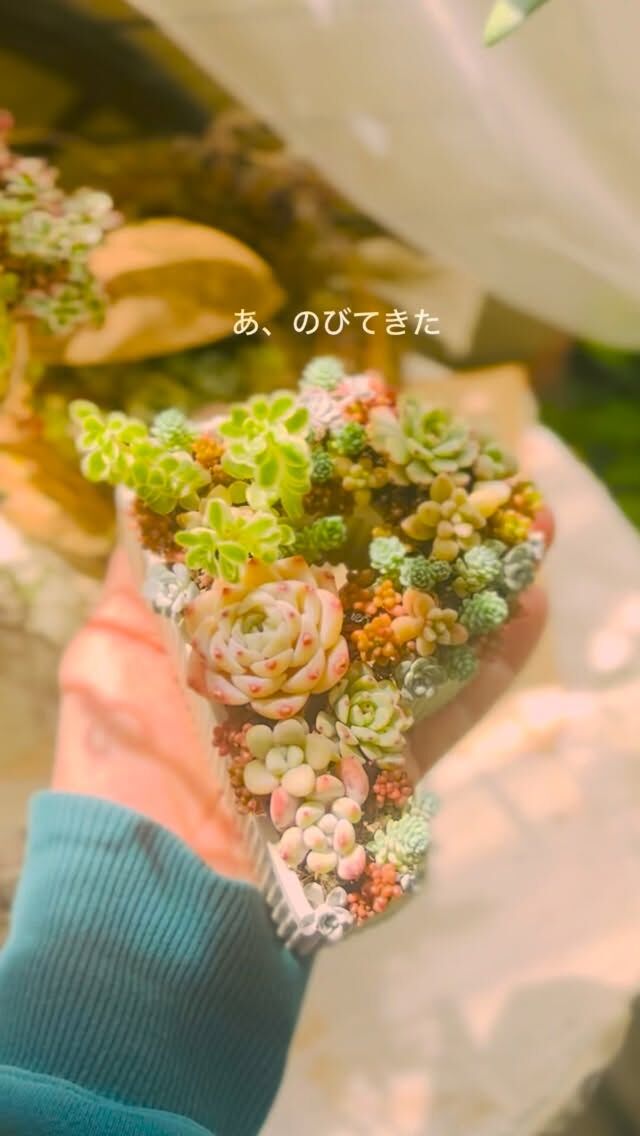 多肉と野の花とハンドメイドのあるくらし ～by a piece of dream