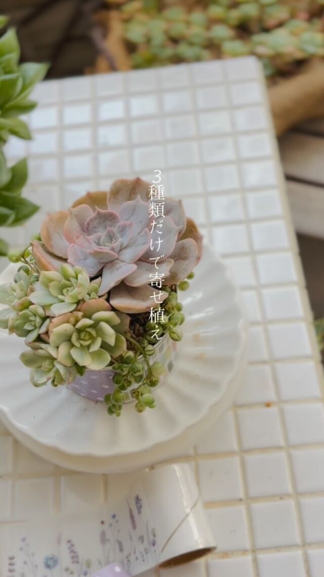 ミモザ缶をつくって多肉植物を植えようWSありがとうございました